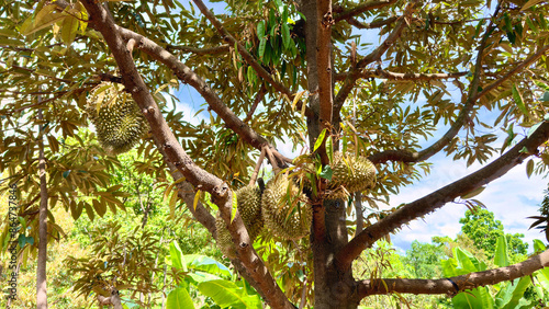 Focus shot of grow Thai durian king of fruit on tree in the authentic farm environment with tree and blue sky in the background