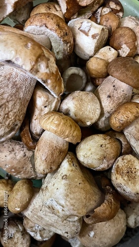 mushrooms on a market