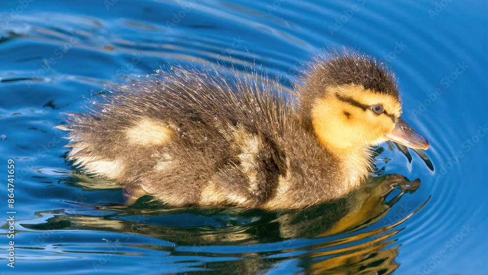 Mallard duckling swimming in a pond. Las Palmas Park, Santa Clara County, California. Mallard duckling swimming in a pond. Las Palmas Park, Santa Clara County, California.