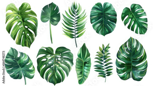 isolated tropical leaf assortment on white background