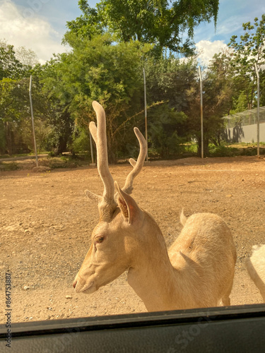 Wallpaper Mural Deer in various habitats like zoos and woods, showcasing their natural beauty and diverse environments Torontodigital.ca