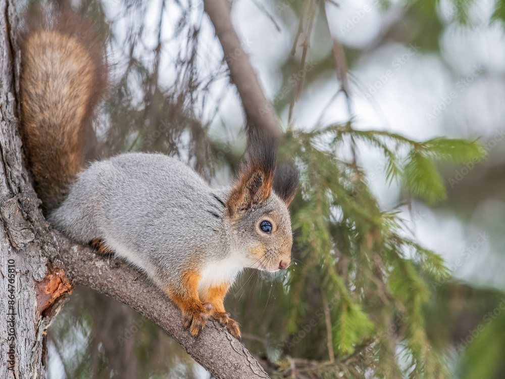 Fototapeta premium The squirrel with nut sits on tree in the winter or late autumn