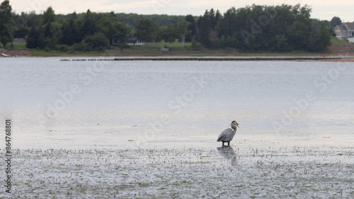 Great Blue heron bird  eating fish 