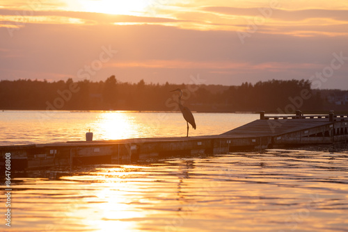Great Blue heron bird waits on dock during sunset golden hour 
