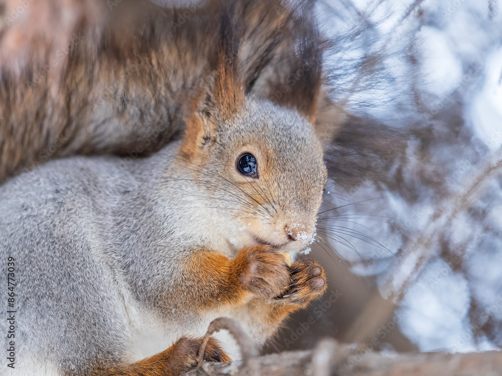 Fototapeta premium The squirrel with nut sits on tree in the winter or late autumn