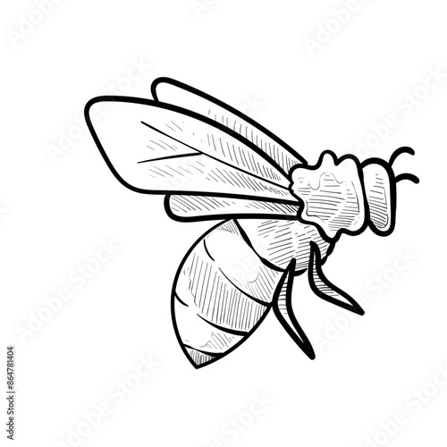 honey bee handdrawn illustration