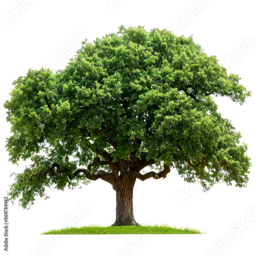 tree of oak isolated on white background