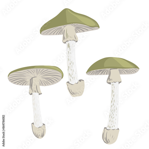 vector drawing poisonus mushroom, death cap isolated at white background, Amanita phalloides, natural element, hand drawn botanical illustration