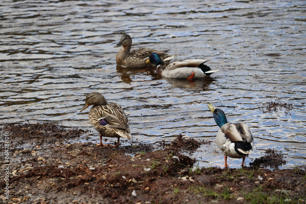 Ducks in Ireland can be found in a variety of habitats, including freshwater lakes, rivers, coastal marshes, and urban parks. 