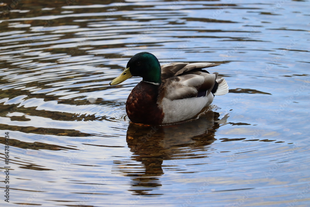 Fototapeta premium Ducks in Ireland can be found in a variety of habitats, including freshwater lakes, rivers, coastal marshes, and urban parks. 