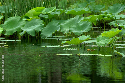 lotus flower in pond