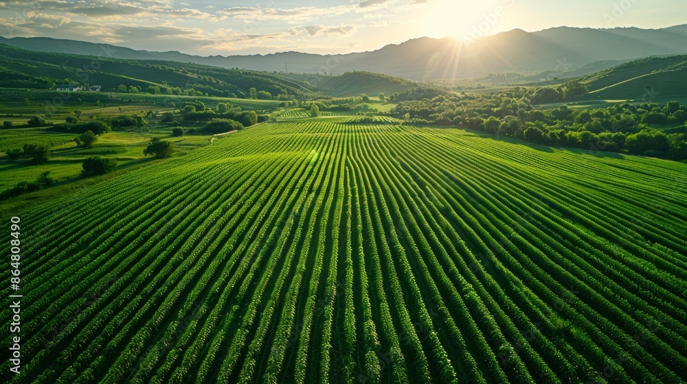 Summer Landscape with Green Fields Summer Landscape with Green Fields