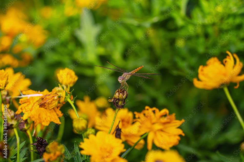 Sunflower in full bloom in flower field with dragonflies flying in search of food.