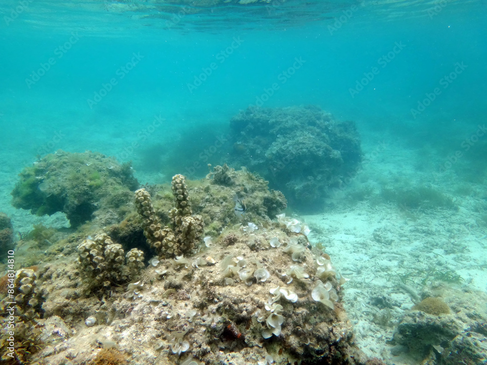 Snorkeling on Okinawa coral reef with different algae colony on seabed Snorkeling on Okinawa coral reef with different algae colony on seabed