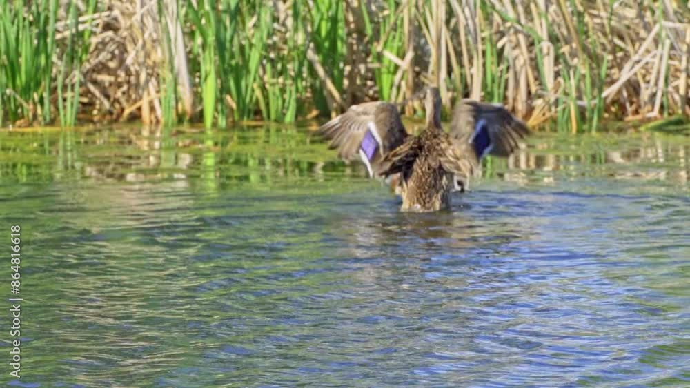 Discover the Fascinating World of the Mallard Duck (Anas platyrhynchos) Discover the Fascinating World of the Mallard Duck (Anas platyrhynchos)