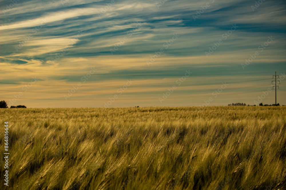 Obraz premium Beautiful landscape of sunset over wheat field at summer.
