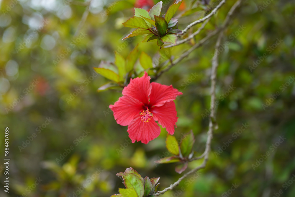 風に揺れるハイビスカス