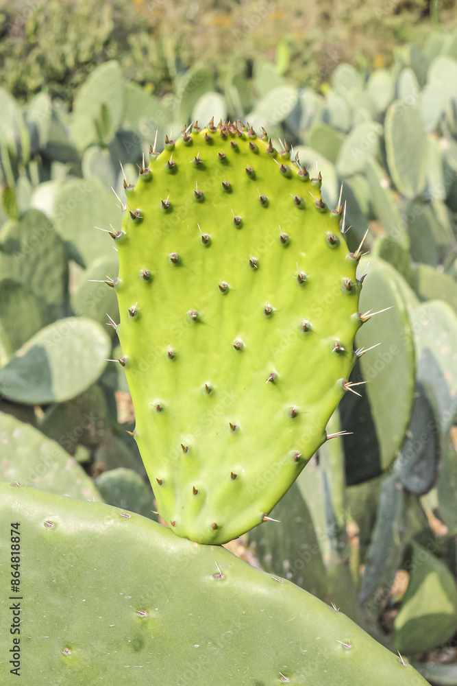 Nopal cactus in a field in Tlayacapan, Morelos, Mexico Nopal cactus in a field in Tlayacapan, Morelos, Mexico