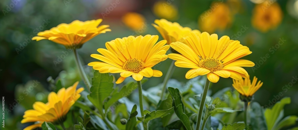 Close-up of lovely yellow blooms in the garden Close-up of lovely yellow blooms in the garden