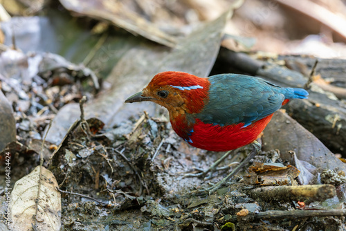 The Blue-banded Pitta (Erythropitta arquata) is a dazzling bird known for its vibrant plumage and tropical habitat photo