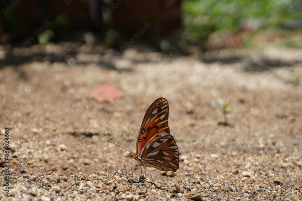 butterfly on the ground butterfly on the ground