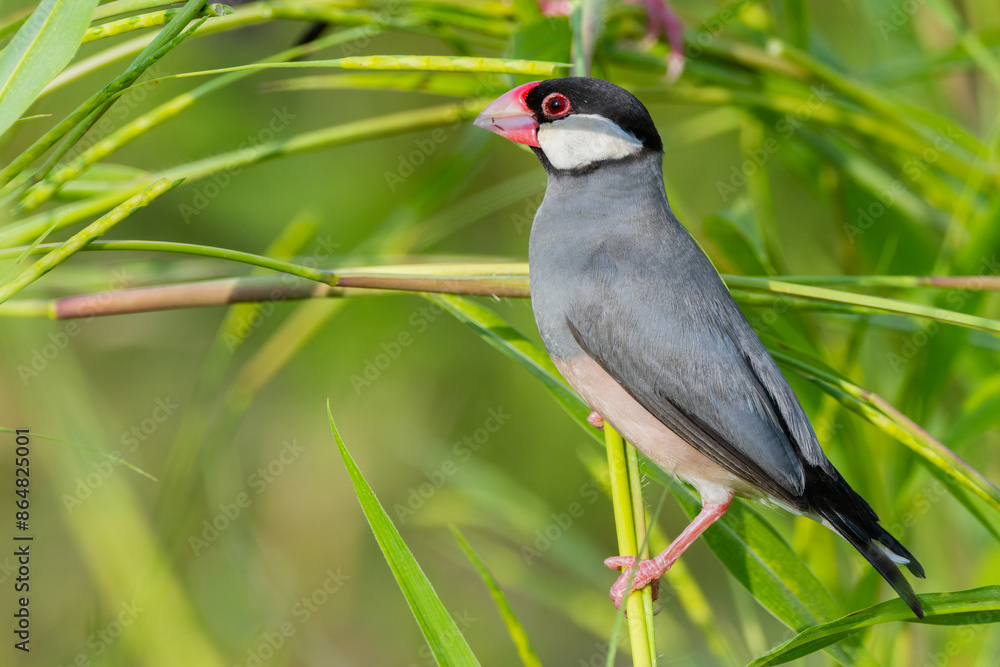 Nature Wildlife image of beautiful bird Java sparrow (Lonchura oryzivora) Nature Wildlife image of beautiful bird Java sparrow (Lonchura oryzivora)