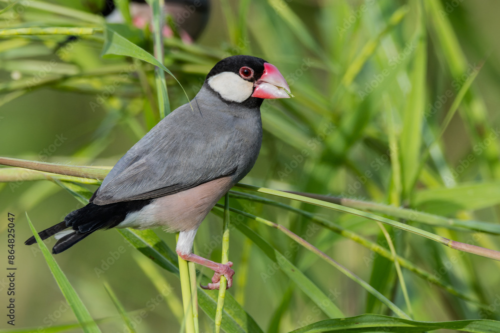 Nature Wildlife image of beautiful bird Java sparrow (Lonchura oryzivora) Nature Wildlife image of beautiful bird Java sparrow (Lonchura oryzivora)