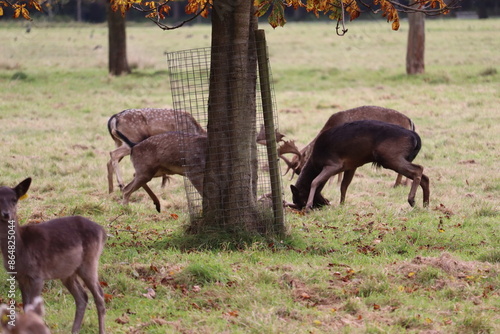 Deer in Phoenix Park in Dublin