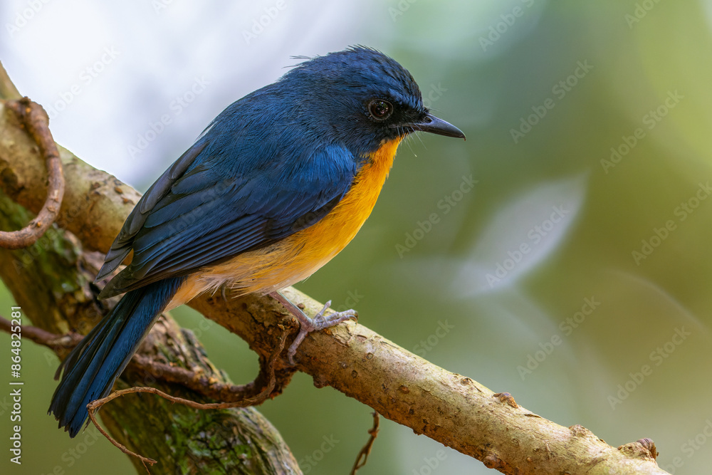 Beautiful bird of Mangrove Blue Flycatcher (Cyornis rufigastra) in Natural tropical Mangrove forest