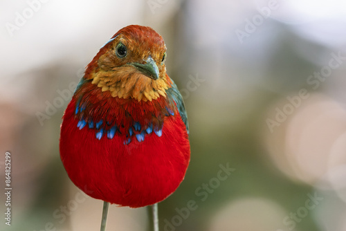 The Blue-banded Pitta (Erythropitta arquata) is a dazzling bird known for its vibrant plumage and tropical habitat photo