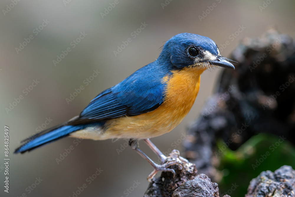 Beautiful bird of Mangrove Blue Flycatcher (Cyornis rufigastra) in Natural tropical Mangrove forest Beautiful bird of Mangrove Blue Flycatcher (Cyornis rufigastra) in Natural tropical Mangrove forest