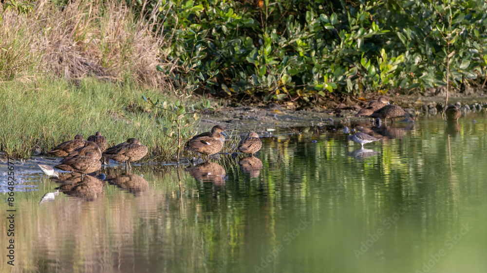 Group of Sunda Teal Ducks Gracefully Drifts on the Reflective Pond. Serenity in Every Ripple Group of Sunda Teal Ducks Gracefully Drifts on the Reflective Pond. Serenity in Every Ripple
