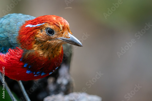 The Blue-banded Pitta (Erythropitta arquata) is a dazzling bird known for its vibrant plumage and tropical habitat photo