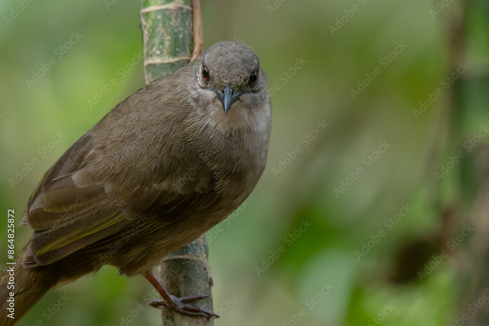 custom made wallpaper toronto digitalcolorful Olive-winged Bulbul (Pycnonotus plumosus) Perched on Branch