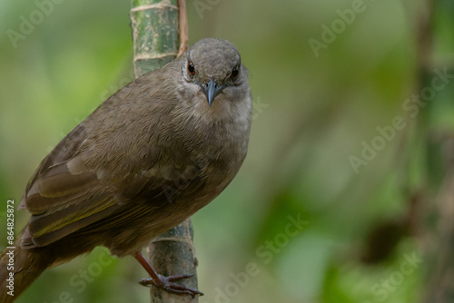Wallpaper Mural colorful Olive-winged Bulbul (Pycnonotus plumosus) Perched on Branch Torontodigital.ca