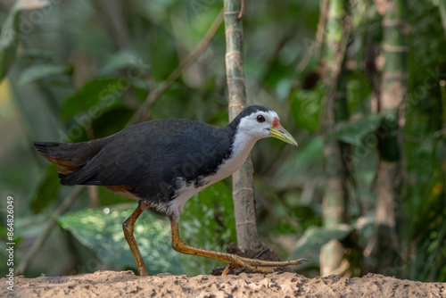 A White-Breasted Waterhen, scientifically known as Amaurornis phoenicurus, gracefully navigates its way through a tranquil, shallow wetland habitat