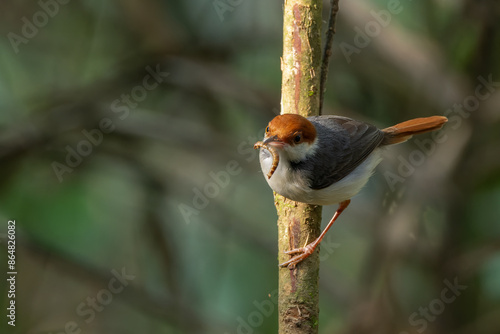 Nature wildlife image of The rufous-tailed tailorbird (Orthotomus sericeus) photo