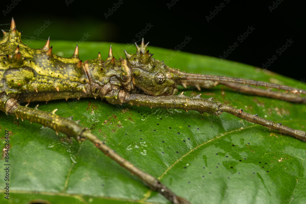 Naklejka premium Nature jungle view of huge stick insect or Borneo Island