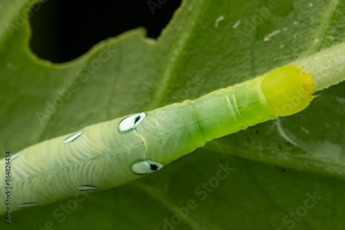 Nature wildlife of beautiful green caterpillar photo