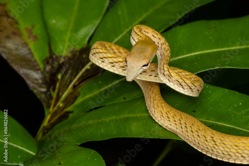 Nature wildlife of Oriental Whip Snake photo