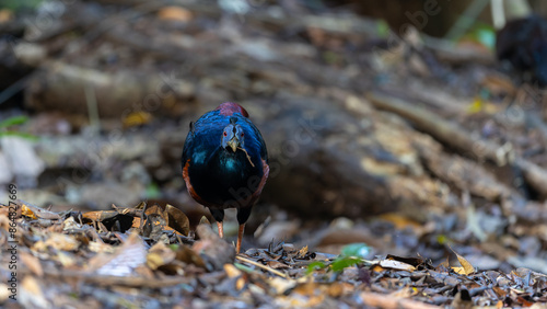 A magnificent Bornean Crested Fireback, scientifically known as Lophura ignita, stands proud in the dappled sunlight of the Bornean rainforest photo