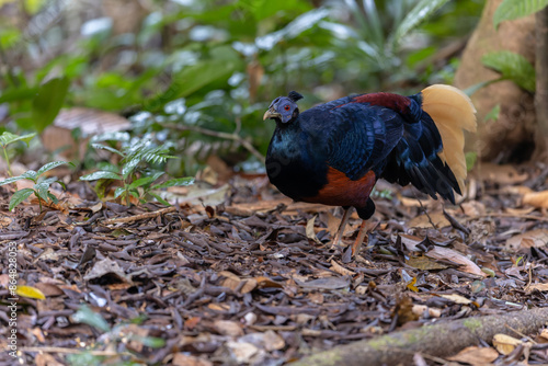 A magnificent Bornean Crested Fireback, scientifically known as Lophura ignita, stands proud in the dappled sunlight of the Bornean rainforest