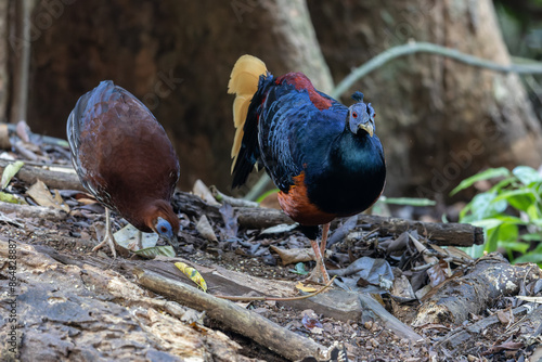 A magnificent Bornean Crested Fireback, scientifically known as Lophura ignita, stands proud in the dappled sunlight of the Bornean rainforest photo