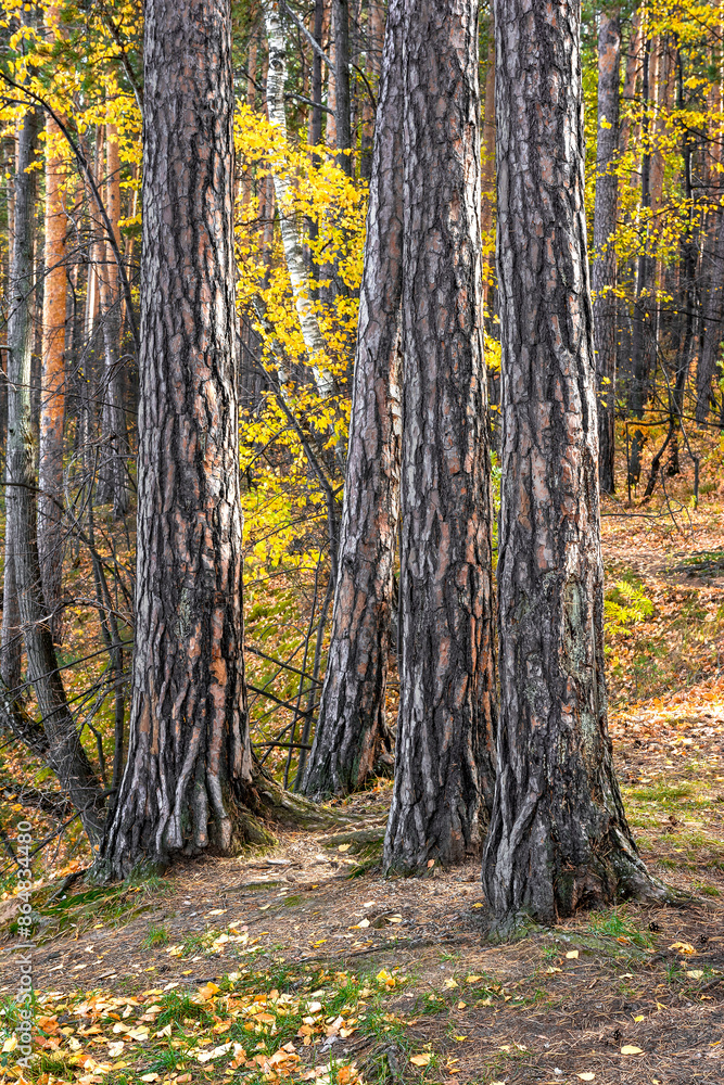 Pine trunks in close-up, against the backdrop of the autumn forest. Pine trunks in close-up, against the backdrop of the autumn forest.