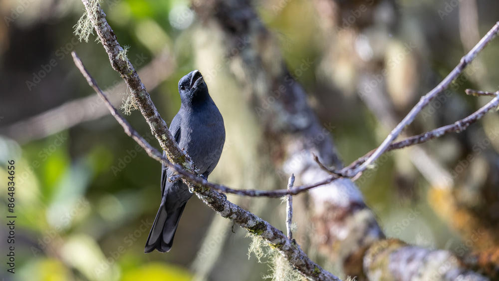 Nature wildlife image of Sunda Cuckooshrike bird perching on tree branch Nature wildlife image of Sunda Cuckooshrike bird perching on tree branch