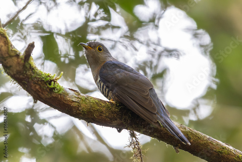 nature wildlife of sunda cuckoo bird serenading nature with its melodic call, creating a harmonious moment in the heart of the wilderness photo