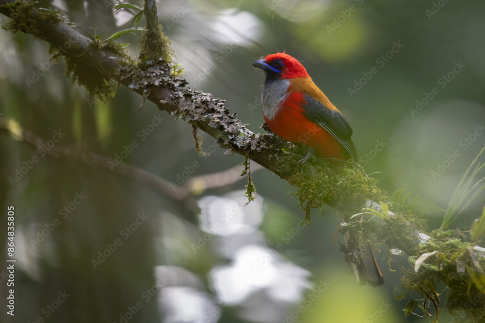 Fototapeta premium Nature wildlife of Whitehead's Trogon bird endemic of Borneo