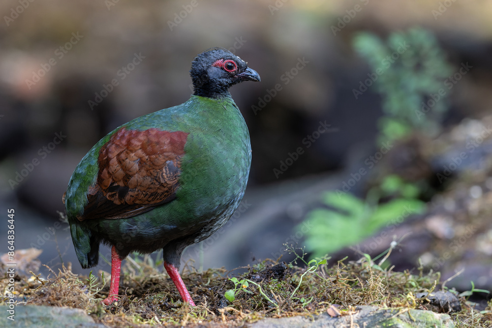 Crested Partridge (Rollulus rouloul) showcasing its exquisite and distinctive appearance. This beautiful bird, with its elegant plumage and crested head, is a testament to the diversity of wildlife. Crested Partridge (Rollulus rouloul) showcasing its exquisite and distinctive appearance. This beautiful bird, with its elegant plumage and crested head, is a testament to the diversity of wildlife.