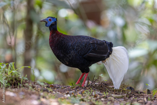 Majestic Bulwer's Pheasant in the Wild. An exquisite image capturing the beauty of a Bulwer's Pheasant in its natural habitat. is a true symbol of the wonders of the avian world. photo