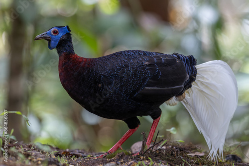 Majestic Bulwer's Pheasant in the Wild. An exquisite image capturing the beauty of a Bulwer's Pheasant in its natural habitat. is a true symbol of the wonders of the avian world. photo